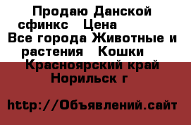  Продаю Данской сфинкс › Цена ­ 2 000 - Все города Животные и растения » Кошки   . Красноярский край,Норильск г.